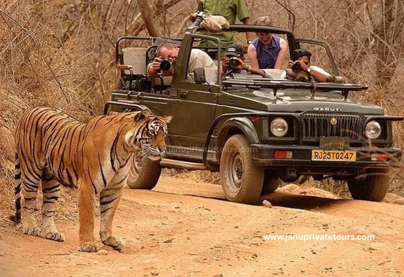 Wildlife Tours