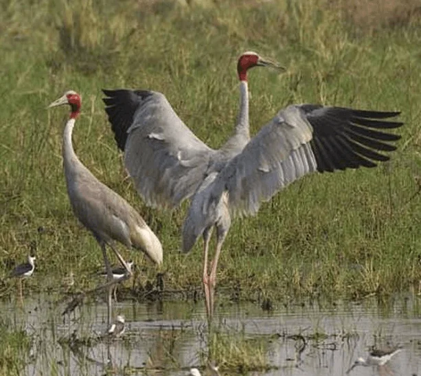 kaziranga national park